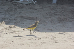 Machetornis rixosa