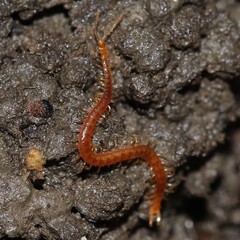 Strigamia branneri