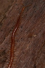 Strigamia branneri