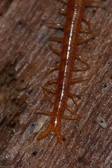 Strigamia branneri