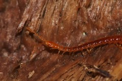 Strigamia branneri