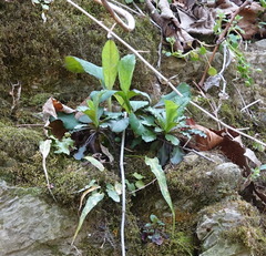Micranthes micranthidifolia