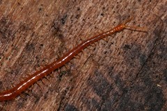 Strigamia branneri