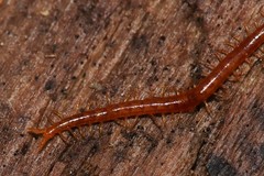 Strigamia branneri