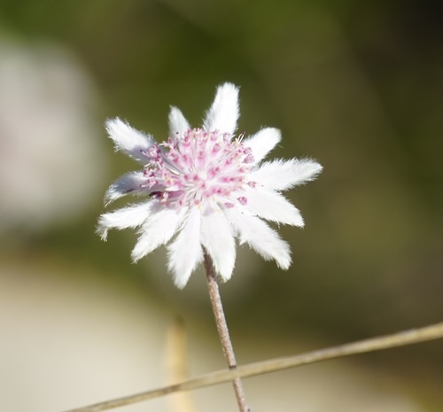 Image of Pink Flannel Flower (Actinotus forsythii) by (c) Tim, some rights reserved (CC BY)