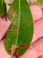 Diaporthe kalmiae