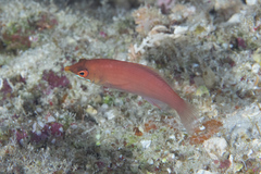 Pseudocheilinus evanidus