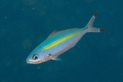 Pterocaesio lativittata