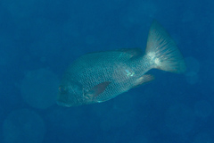 Lutjanus argentimaculatus