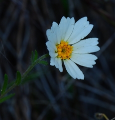 Layia pentachaeta albida