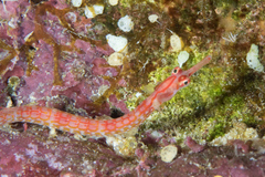 Corythoichthys nigripectus