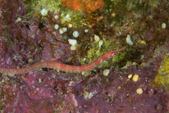 Corythoichthys nigripectus