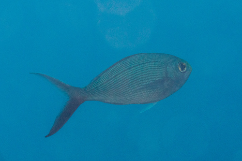 Dusky snapper (Paracaesio sordida) — Lutjanidae — 4