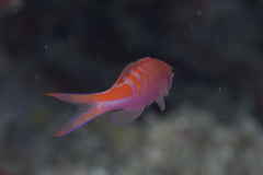 Pyronotanthias lori