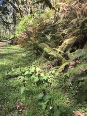 Trillium kurabayashii