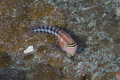Ecsenius fijiensis