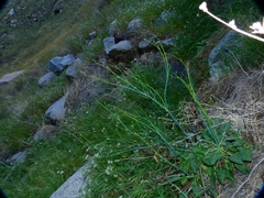 Eriogonum nudum westonii