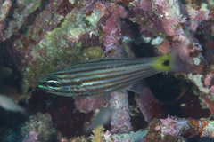 Cheilodipterus artus