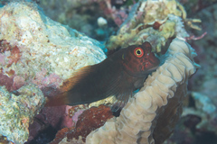 Cirripectes stigmaticus