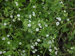 Pholistoma membranaceum