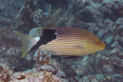 Bodianus loxozonus