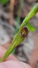 Pterostylis furva