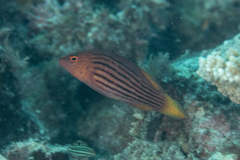 Pseudocheilinus octotaenia