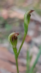 Pterostylis furva