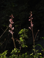 Delphinium purpusii