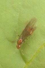 Chelaner antarcticus