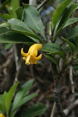 Scaevola glabra