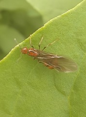 Chelaner antarcticus