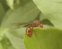 Chelaner antarcticus