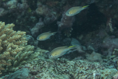 Pycnochromis vanderbilti