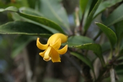 Scaevola glabra
