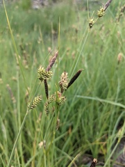 Carex serratodens