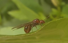 Chelaner antarcticus