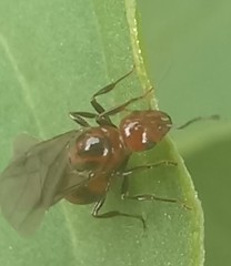 Chelaner antarcticus