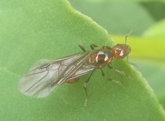 Chelaner antarcticus