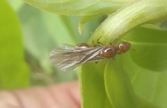 Chelaner antarcticus