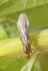 Chelaner antarcticus