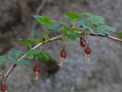 Ribes roezlii roezlii