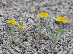Eriophyllum ambiguum
