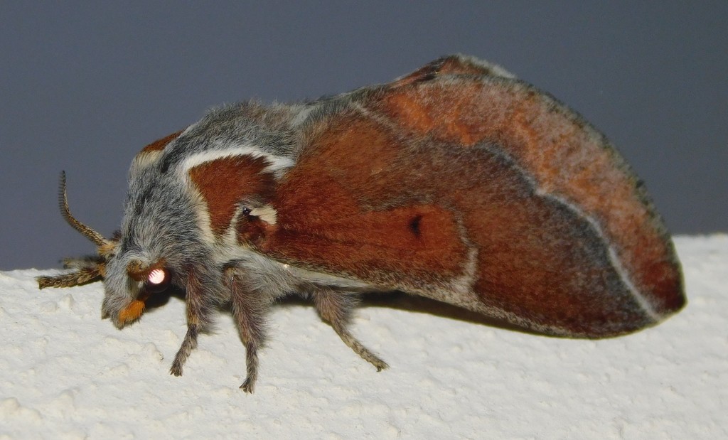 Streblote carinata