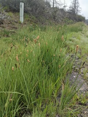 Carex serratodens