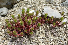 Epilobium pycnostachyum