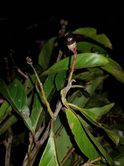 Ocotea puberula