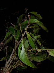 Ocotea puberula