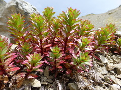 Epilobium pycnostachyum