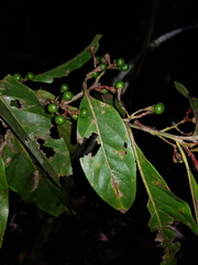 Ocotea puberula
